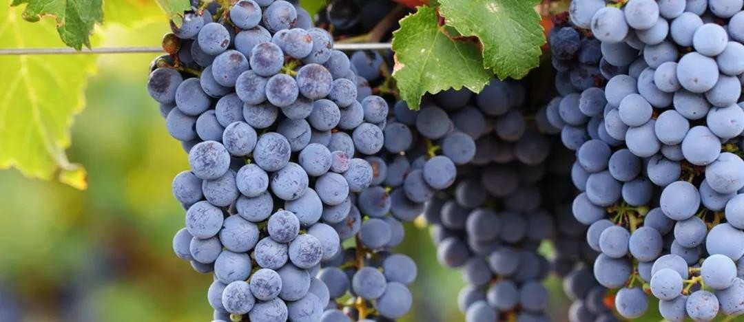 Cabernet Sauvignon originates from Bordeaux and is today the most planted black grape variety in China, and in the world